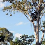 Das Geheimnis der Bäume