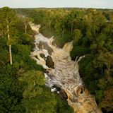 Das Geheimnis der Bäume