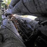 Das Geheimnis der Bäume