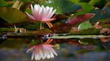 Seerose