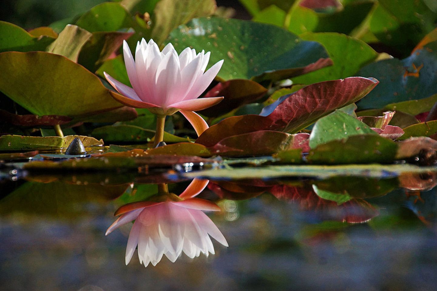 Seerose