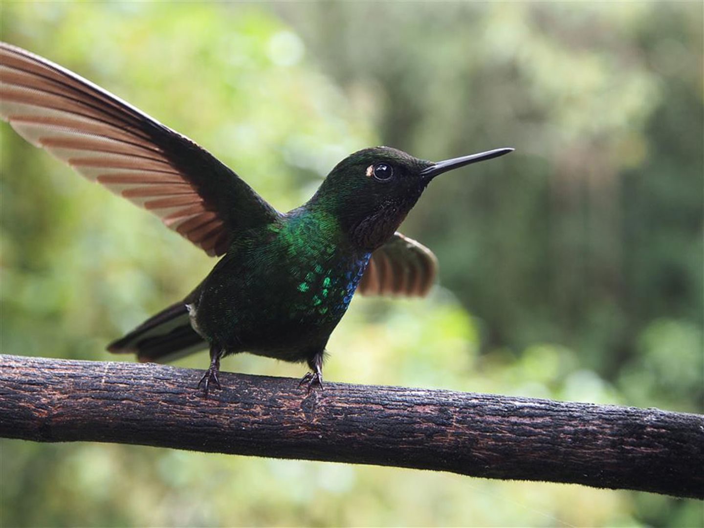 Kolibri