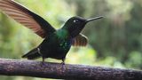 Kolibri