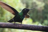 Kolibri