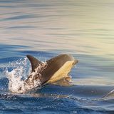 Delfin