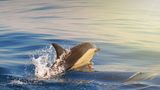 Delfin