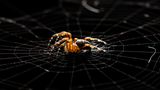 Spinne