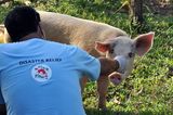 Fotostrecke: Tiere retten, Menschen helfen! - Bild 2