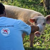Fotostrecke: Tiere retten, Menschen helfen! - Bild 2