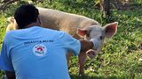 Fotostrecke: Tiere retten, Menschen helfen! - Bild 2