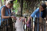 Fotostrecke: Tiere retten, Menschen helfen! - Bild 8