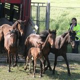 Fotostrecke: Freiheit für Wildpferde