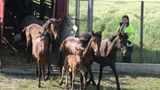 Fotostrecke: Freiheit für Wildpferde