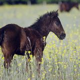 Fotostrecke: Freiheit für Wildpferde - Bild 2
