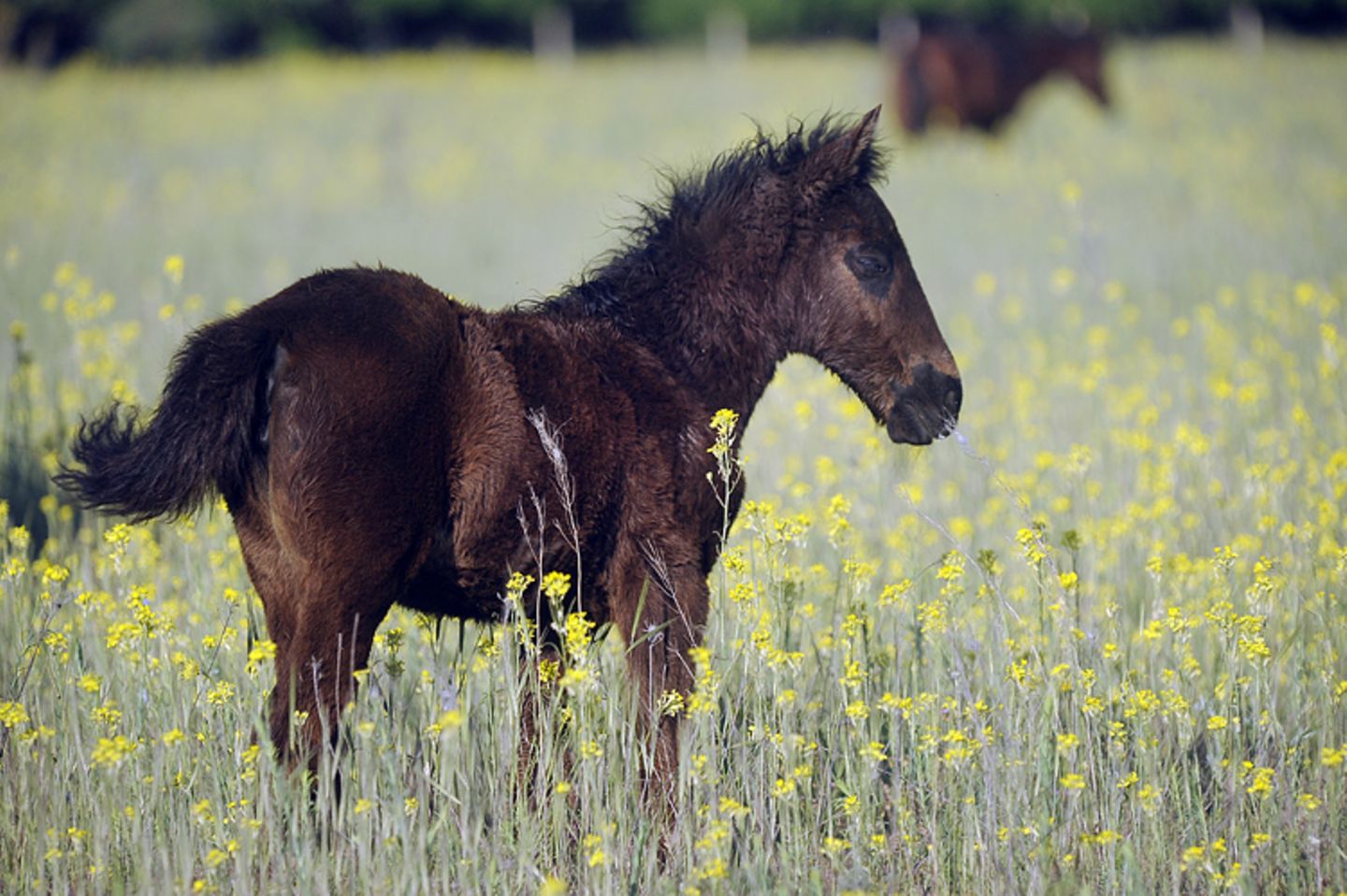 Fotostrecke: Freiheit für Wildpferde - Bild 2