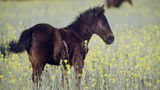 Fotostrecke: Freiheit für Wildpferde - Bild 2