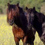 Fotostrecke: Freiheit für Wildpferde - Bild 3