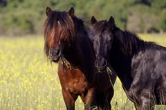 Fotostrecke: Freiheit für Wildpferde - Bild 3