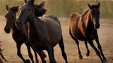 Fotostrecke: Freiheit für Wildpferde - Bild 4