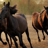 Fotostrecke: Freiheit für Wildpferde - Bild 4