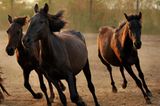 Fotostrecke: Freiheit für Wildpferde - Bild 4