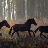 Fotostrecke: Freiheit für Wildpferde - Bild 5