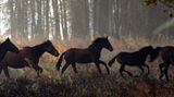 Fotostrecke: Freiheit für Wildpferde - Bild 5