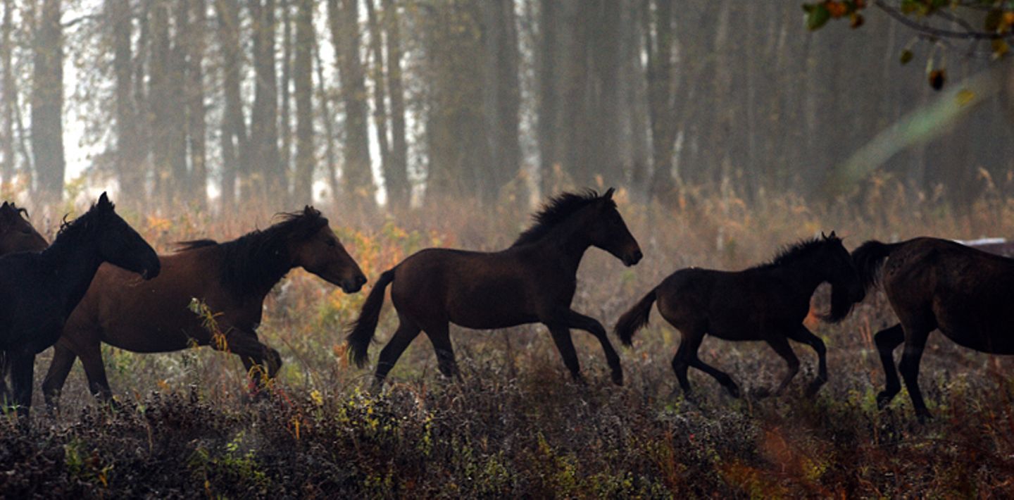 Fotostrecke: Freiheit für Wildpferde - Bild 5