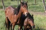 Fotostrecke: Freiheit für Wildpferde - Bild 6