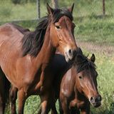 Fotostrecke: Freiheit für Wildpferde - Bild 6