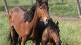 Fotostrecke: Freiheit für Wildpferde - Bild 6
