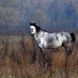 Fotostrecke: Freiheit für Wildpferde - Bild 8