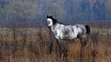 Fotostrecke: Freiheit für Wildpferde - Bild 8