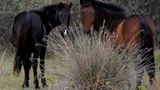 Fotostrecke: Freiheit für Wildpferde - Bild 9