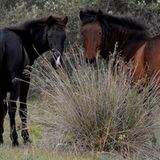 Fotostrecke: Freiheit für Wildpferde - Bild 9