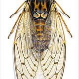 Eschen- oder Mannazikade