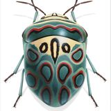 "Picasso"-Schildwanze