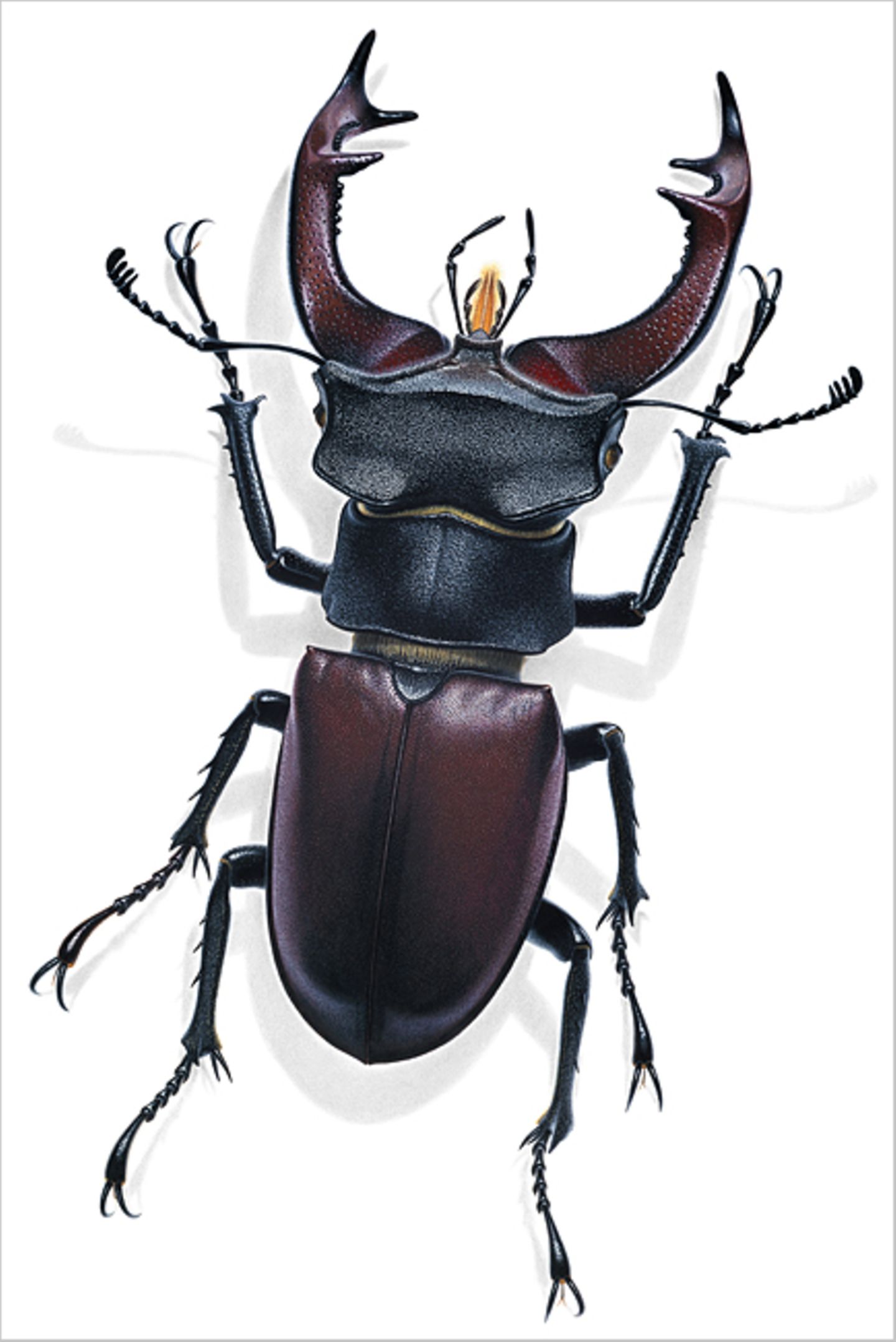 Hirschkäfer