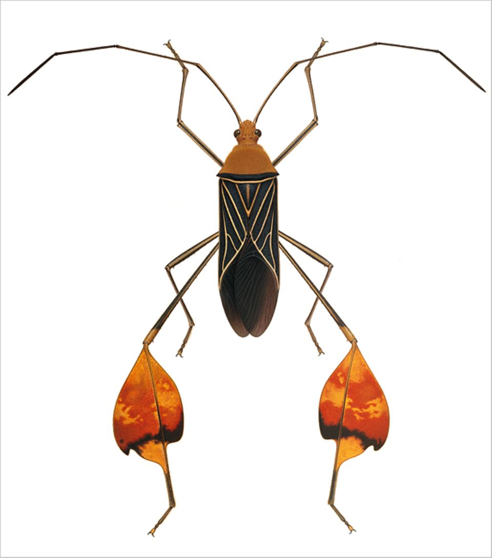 Blattfußwanze [GEO]