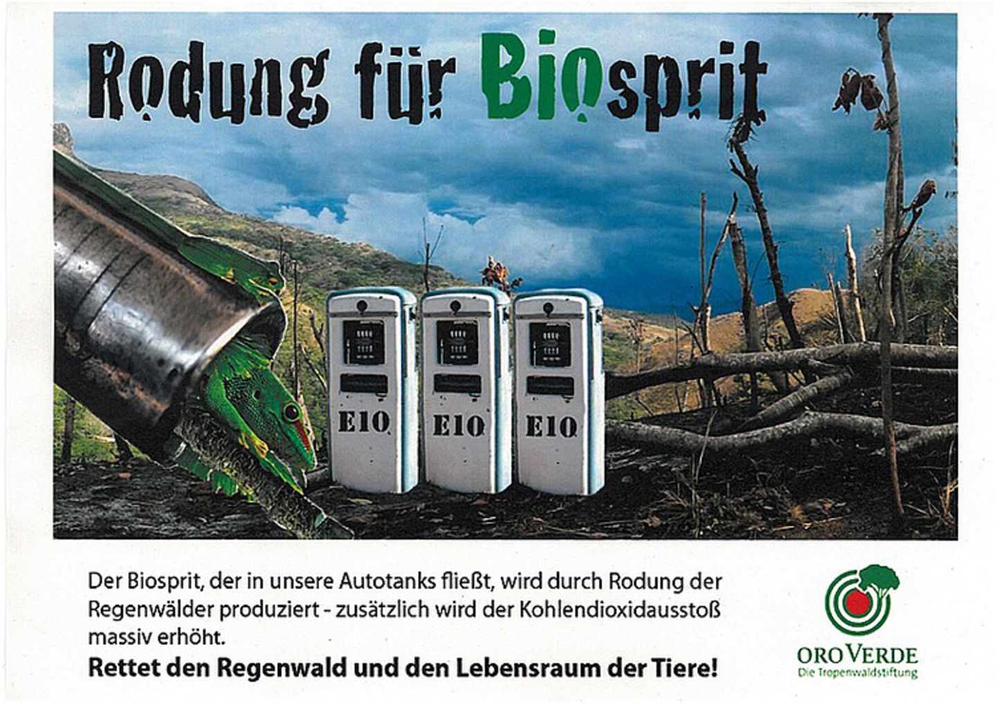 Schüler schützen den Regenwald - Bild 4