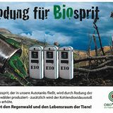 Schüler schützen den Regenwald - Bild 4