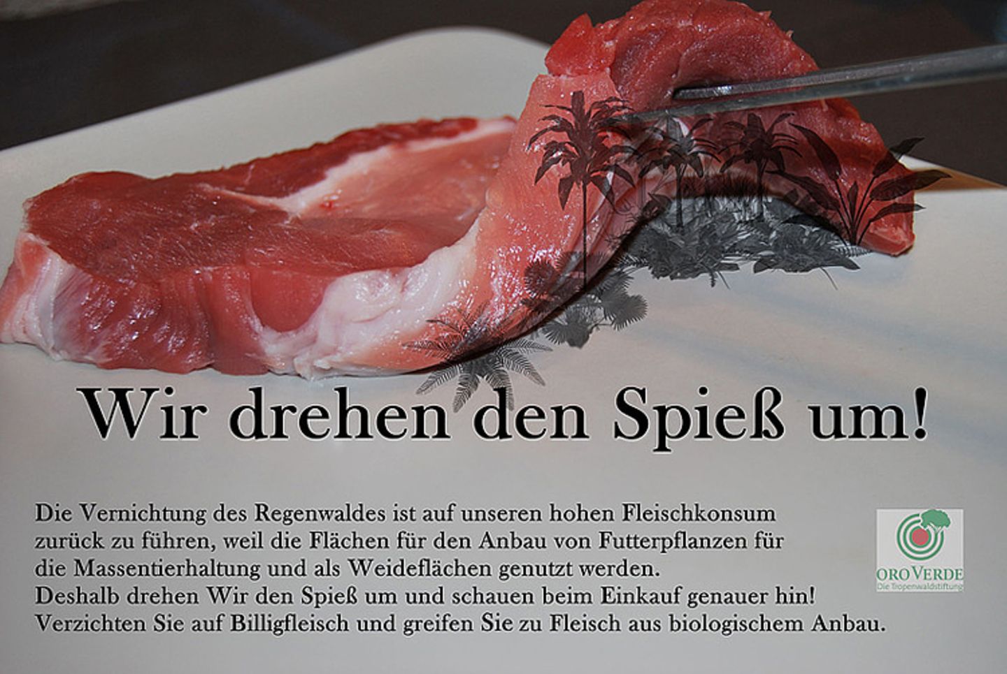 Schüler schützen den Regenwald - Bild 5