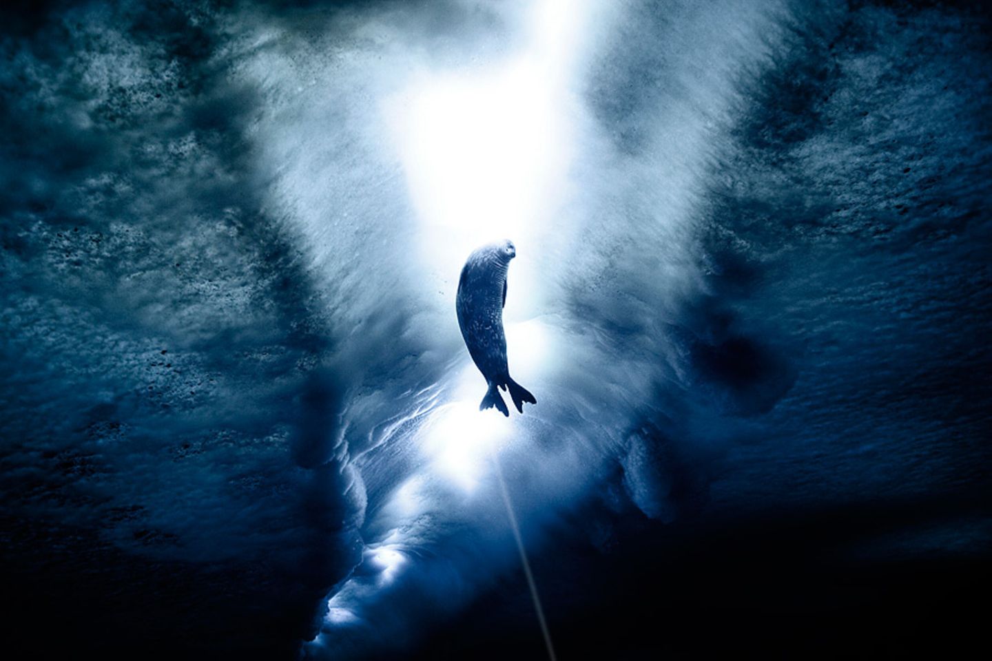 Last Ocean