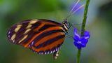 Schmetterling