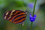 Schmetterling
