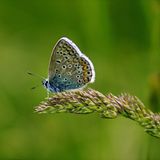 Bläuling