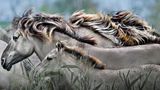 Der Geist des Wildpferds