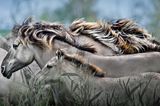 Der Geist des Wildpferds