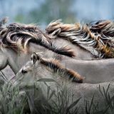 Der Geist des Wildpferds