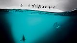Pinguine, Eis und Licht